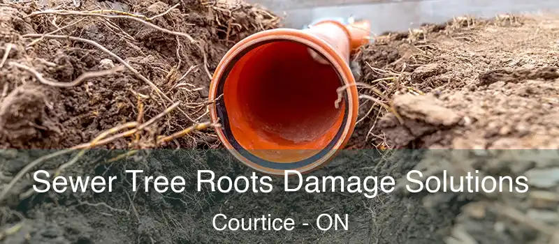 Sewer Tree Roots Damage Solutions Courtice - ON